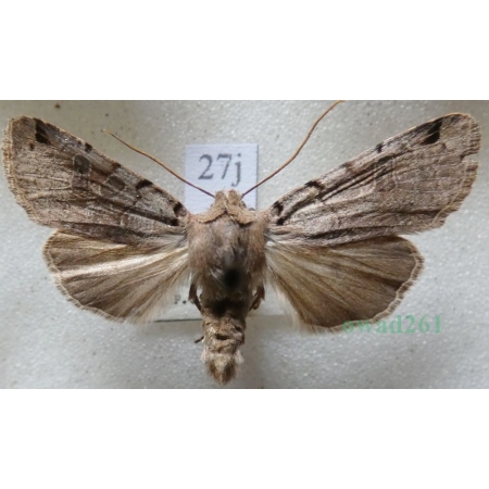 Agrochola litura (Linnaeus, 1758) Źrenicówka przecinkówka Czech27j